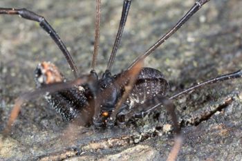 Media type: image; Invertebrate Zoology 133416